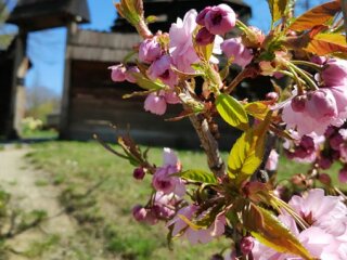 Сакура, фото: Музей народної архітектури і побуту