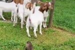Енот загоняет коз в загон, скрин с видео