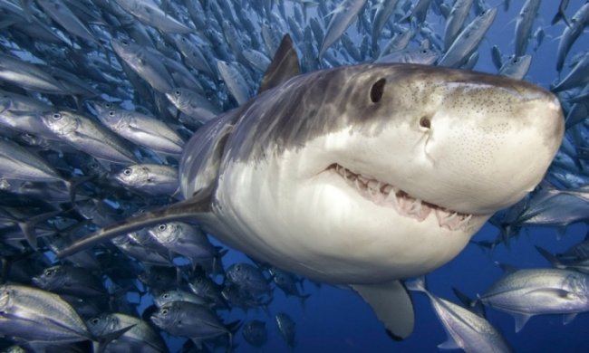 В морях и океанах заканчивается рыба