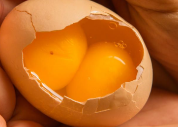 Яйцо с двумя желтками, кадр из видео