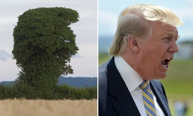 Дерево напророкувало Трампу президентство