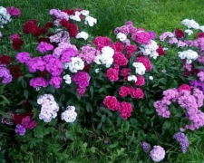 Садова гвоздика, зображення з вільних джерел