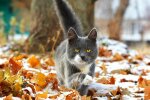 Котик и первые заморозки, Гродненская правда