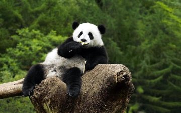 Панду научили производить электричество