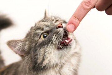 Злий котик, фото з відкритих джерел