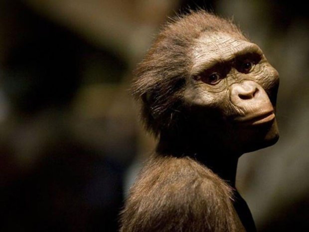 Дарвін перекинувся в труні: світу показали найдавнішого предка людини