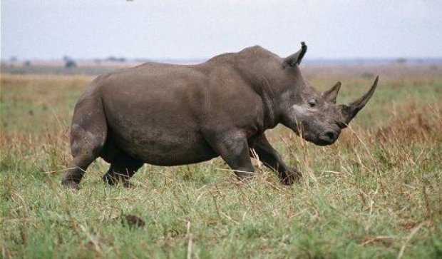 Зоологи сняли борьбу носорога и генеты (видео)