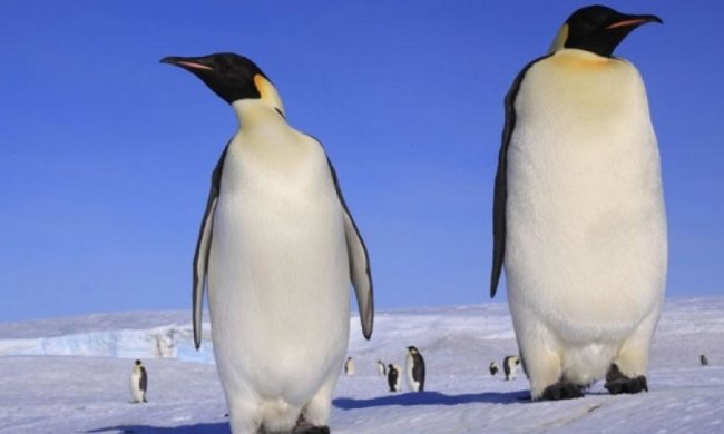 Размеры древнего пингвина-гиганта поразили ученых