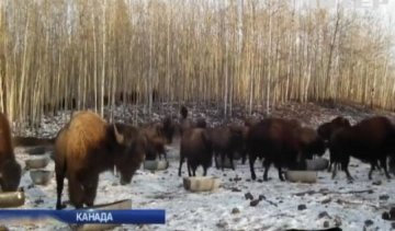 Канадские бизоны могут понимать украинский 