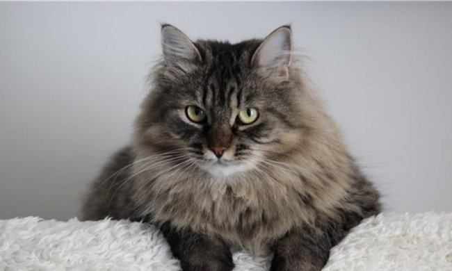 Нейромережа навчилася оживляти малюнки