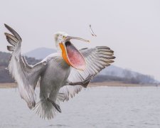 Пелікан-утікач цілий тиждень розгулює по засніженому Харкову. Як йому не холодно?