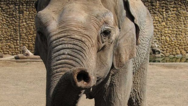 Сорок років самотності: померла найсумніша слониха в світі