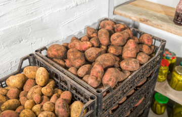 Картошка, изображение из свободных источников