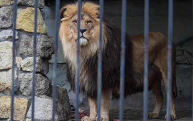 Невыносимый рев: под Киевом нелюди перепутали льва с собакой