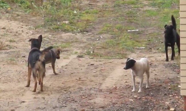 У Хмельницькому пенсіонери-шкуродери прикували собаку до машини ланцюгами - тягли, залишаючи кривавий слід