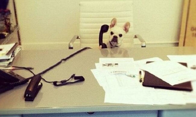 10 кумедних собак, які поводяться як люди