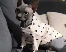 Чи потрібні котам светри і чи зручно їм їх носити: експерти попередили власників про небезпеку