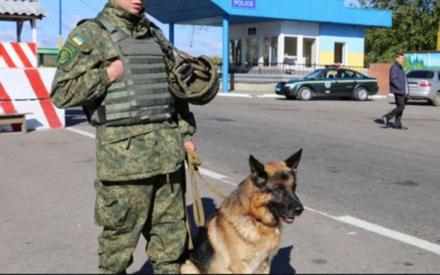 Кот бы так никогда не поступил: таможенный пес подставил украинца