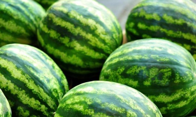 Як правильно вибрати кавун: головні поради