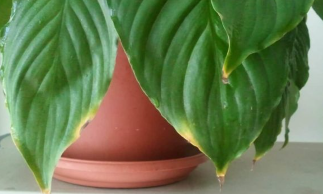 Спатифиллум, изображения из свободных источников