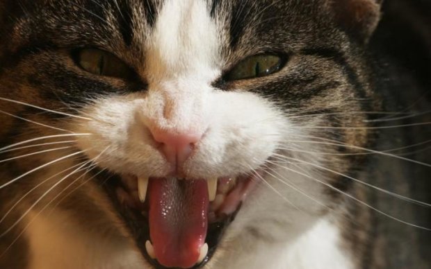 Розлючена кішка влаштувала бої без правил посеред вулиці: відео