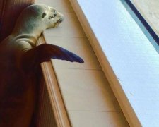 У США голодний морський лев заняв столик в ресторані