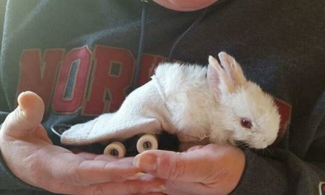 Мережу підкорив маленький кролик на скейтборді (відео)