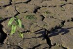 Обмелевшая река во Львовской области из-за засухи