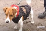 Пес Патрон, скріншот з відео