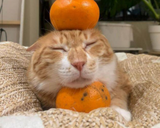 Мандарини, зображення з вільних джерел