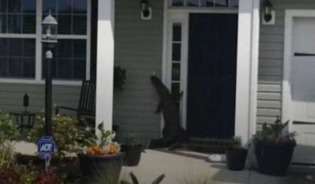 Аллигатор позвонил в дверной звонок, чтобы попасть в дом 