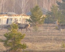 Понiвечений пожежами Чорнобиль уподобало стадо молодих оленів