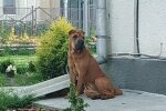 Собака, фото Оксана Жмака: Facebook Моя Лановеччина