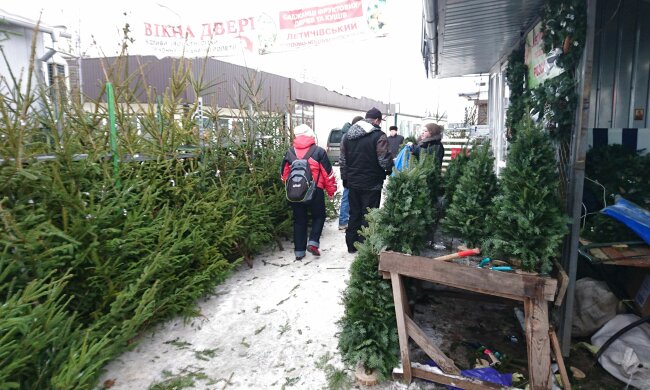 Елки, te.20minut.ua