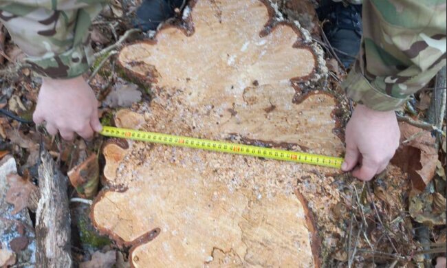 незаконна вирубка дерев