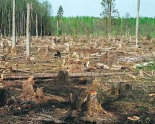 Назад у 90-ті: тітушки почали "віджимати" українські ліси