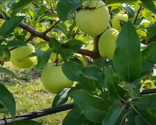 Як доглядати за яблунями після збору урожаю