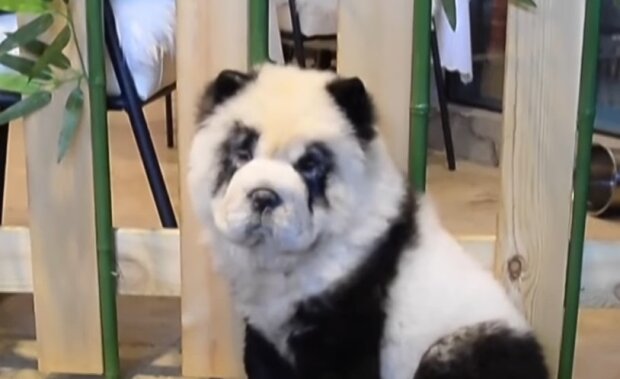 Собаки-панды, скриншот: Youtube