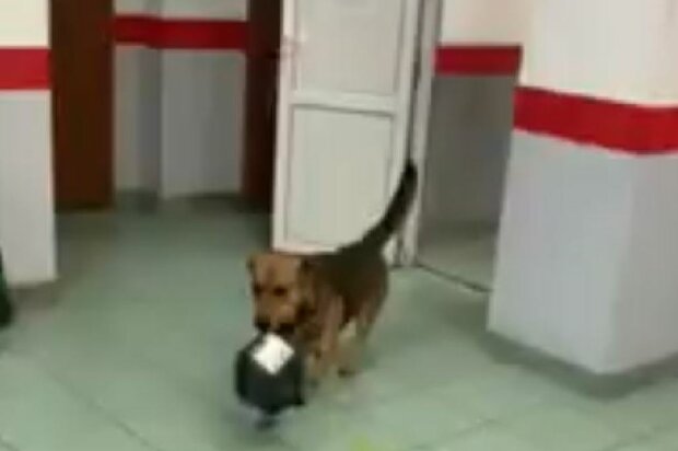 Собака на "Новой почте", скриншот: YouTube