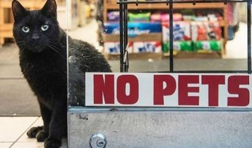 Instagram захопили коти-продавці