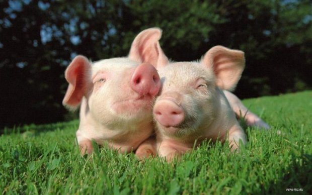 Ученые дали зеленый свет: люди и свиньи станут "ближе"