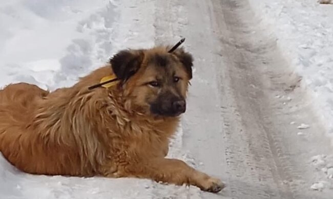Собака зі стрілою в голові, фото: Telegram