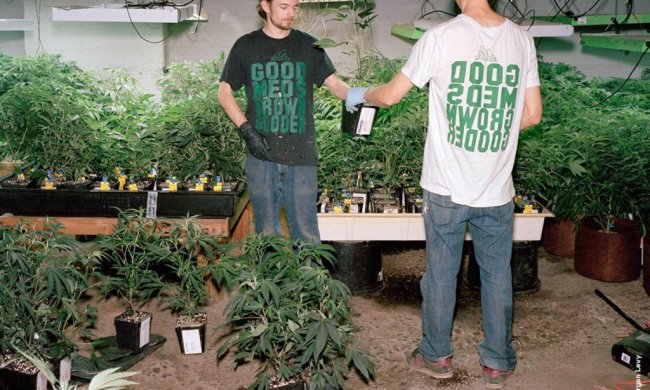 Пабло Ескобар по-українськи: чоловік вдома вирощував платнації з марихуанною