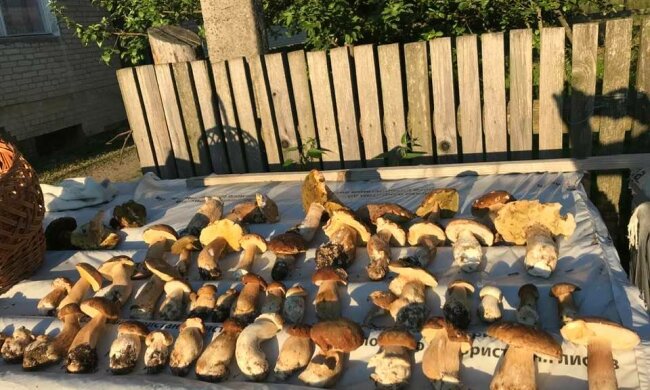 Леса под Львовом трещат по швам от грибов - хватайте ножи