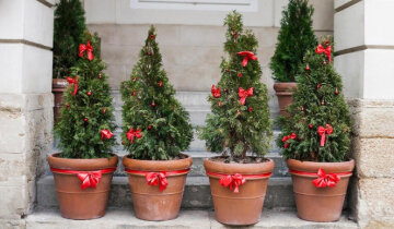 Елка в горшке