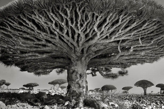 Старейшие деревья в мире: фото древних исполинов, переживших эпохи