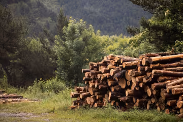 Дрова, деревина / фото: Freepik