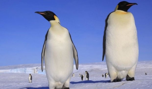 Размеры древнего пингвина-гиганта поразили ученых
