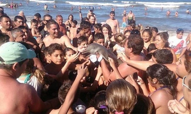 Туристи до смерті закатували дельфіна, роблячи з ним селфі (фото)