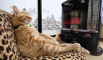 Коти, які люблять тепло більше всього на світі (фото)
